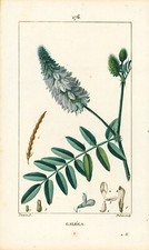 1815 Pierre Turpin "Galega" (Goat's Rue) Engraving