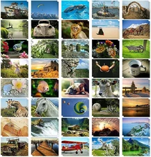 BEST PAPER GREETINGS 40 Pack around the World Postcards Bulk 4X6 - Wild Animals