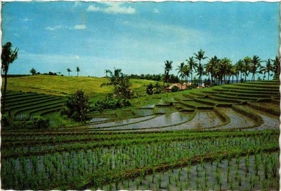 CPM Stepped rice fields at Tanah Lot Bali INDONESIA (726908)