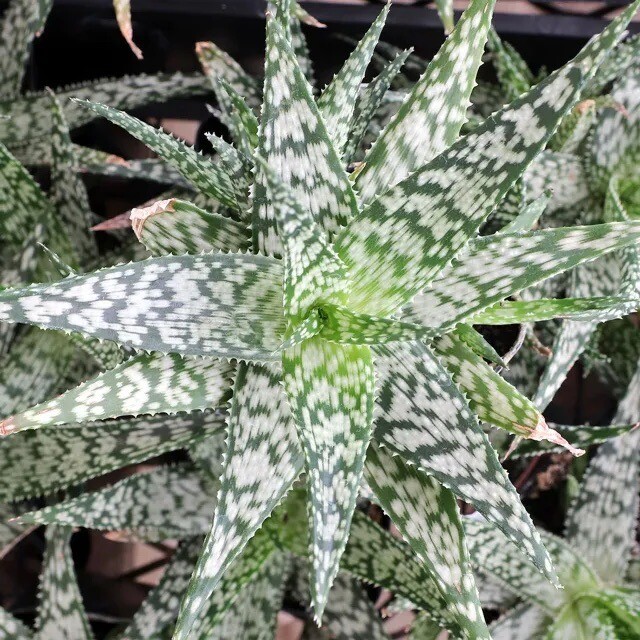 SNOWFLAKE ALOE (Aloe rauhii) 10 seeds | eBay Australia