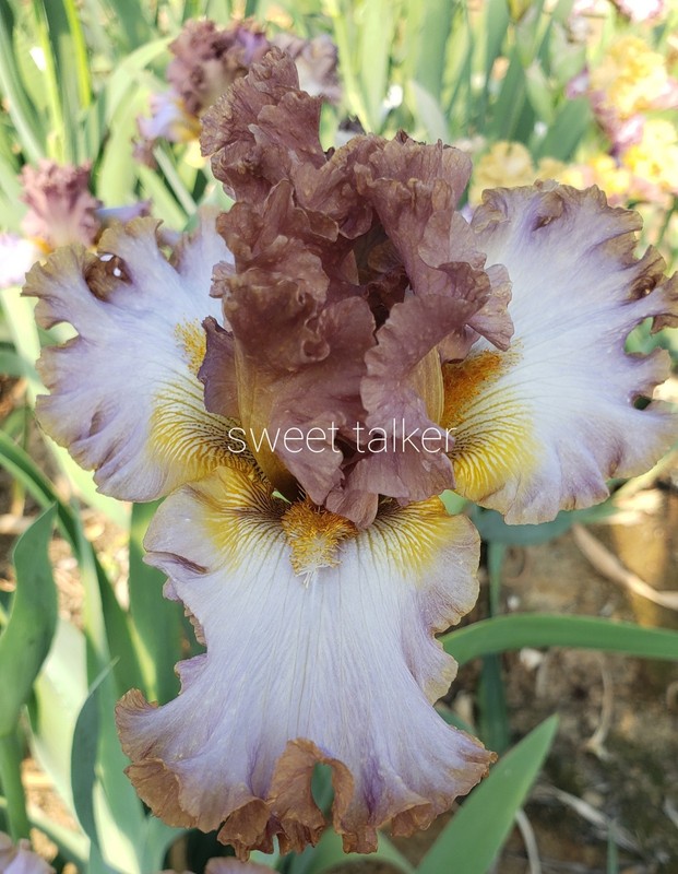 Tall Bearded Iris Sweet Talker