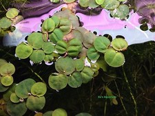 Red root floater, Phyllanthus fluitans, Live Aquarium/Floating/aquatic Plant
