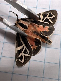 Erebidae Apantesis williamsii? WOW! FRESH!! ARC 120 Coll. Sk Canada