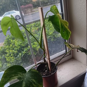 Deliciosa Monstera | eBay