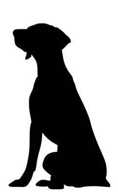 *German Shorthair Pointer Sticker 4 x6.5'' White Auto Decal Sticker