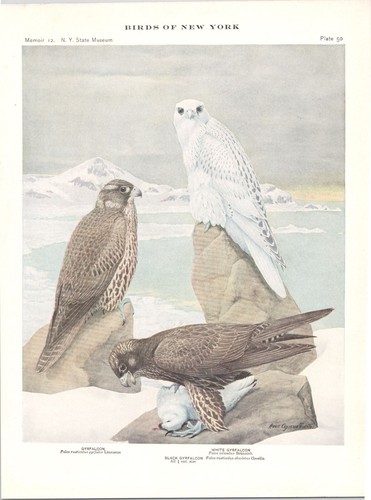 Original 1914 Color Bird Print - GYRFALCON - Louis Agassiz Fuertes - Picture 2 of 2