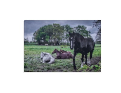 Pferde Leinwandbild Wandbild Weide Natur Bäume Original 75 x 50 cm