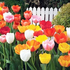 10 Count Tulip Bulb Mix - CLEARANCE SALE!! ** free shipping ** PLANT NOW!