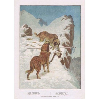 Bernhardiner Hunde retten einen Kletterer - farbiger antiker Druck 1884