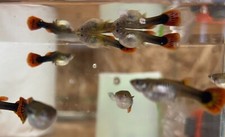 Mixed Fancy guppies Tank bred and raised 1 males 2 females trio