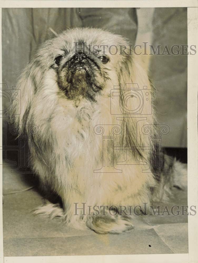 1937 Press Photo Westminster Kennel Club Dog Show champion