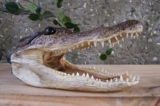 AMERICAN ALLIGATOR HEAD 5"+ SKULL TAXIDERMY GATOR TEETH BIG REPTILE SWAMP REAL
