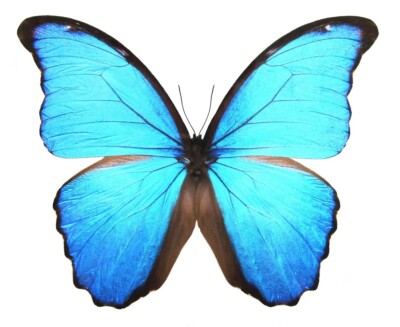 LOT OF 5 MORPHO DIDIUS A1.GOOD CONDITION UNMOUNTED. REAL BUTTERFLY. BLUE MORPHO