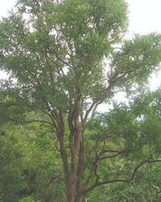 15 Frankincense Seeds , Boswellia Serrata Tree  Seeds, Salai Guggal Seeds