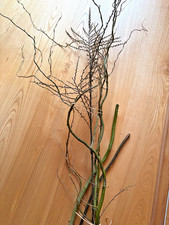 Dekozweig Korkenzieherhasel,1xHartriegel ca 110 cm Vase Hängedeko Dekoast Ostern