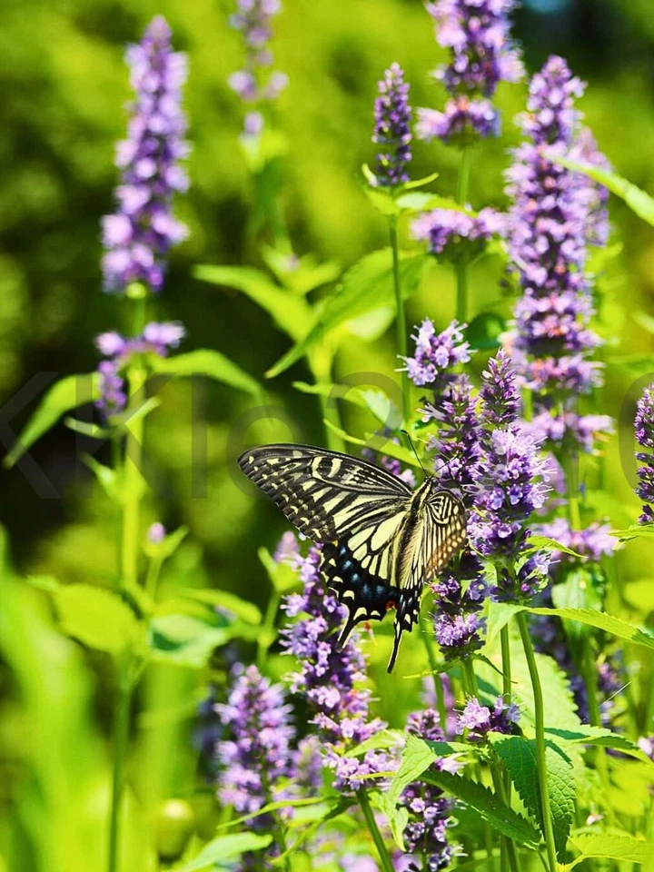 Anís Hisopo Planta Viva Agastache Perenne Foenículo Sabor Regaliz Nativo Foto 4 de 4