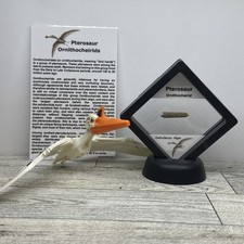 Pterosaur Ornithocheirid Extinct Dinosaur Tooth Fossil Display Case with Toy