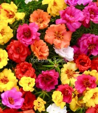 Portulaca Grandiflora Double Mix 3000 seeds - Moss Rose - Flower