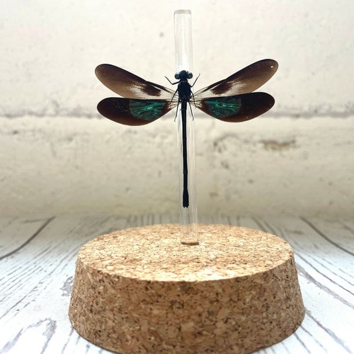Campana de vidrio metálica Gossamer ala damisela (Euphaea variegata) cúpula libélula - Imagen 2 de 2