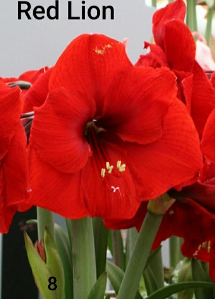 bulbos de amaryllis..Lirios O Azucenas Foto 2 de 4