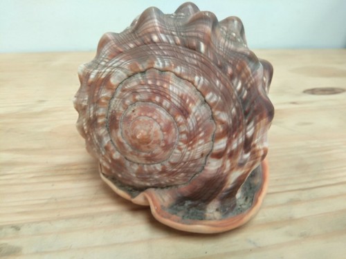BIG Brown Sea urchin helmet shell Conch mollusc gastropods 6.30" rare species - Picture 4 of 7