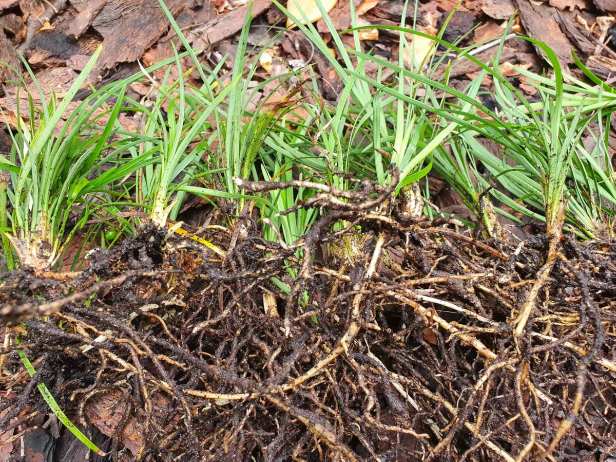 ☀☀100 Tall Mondo Grass Plants Bare Roots Fresh Packaged☀☀ | eBay