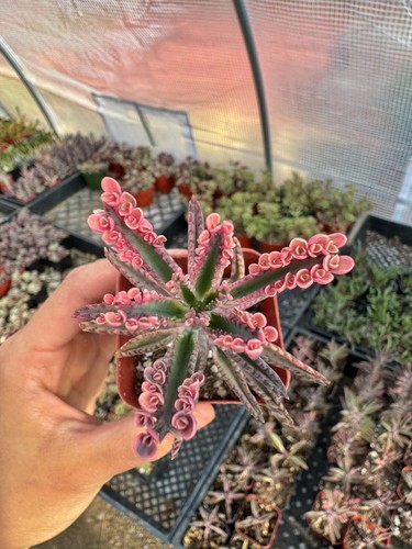 Kalanchoe Pink Butterflies 2” 4” 6"pot Live Succulents Plants - Picture 3 of 9