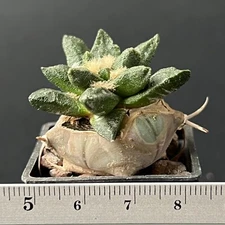 15-486. Cactus... scapharostrus, Robust tuber clas (Grafted)