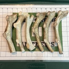 Dog Chew Large Antler Treat 1pc All-Natural Chew SALT CREEK ANTLERS