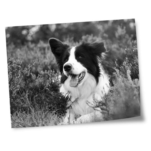 Cucciolo Di Cane Di Border Collie Fotografia Stock - Immagine di