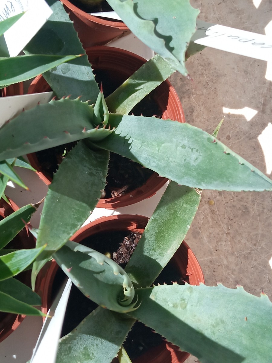 Agave Temacapulinensis 1 Junge Pflanze Mit Wurzel Sukkulent 5 Cm | eBay.de