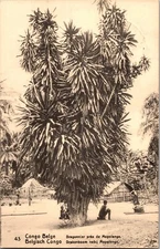 1921 Boma Belgian Congo Real Picture Postcard Cover Dragon tree to Belgium