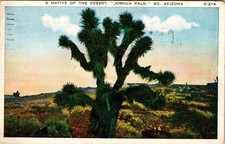 1925 Joshua Palm Tree Arizona Desert Vintage Linen Postcard Posted