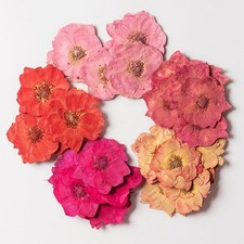 40pcs Red Rose Pink Roses Dried Pressed Flowers For Resin Moldsreal Nature Press