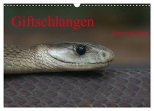Giftschlangen, ganz nah dran (Wandkalender 2026 DIN A3 quer), CALVENDO Monatskal