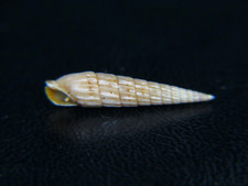 TEREBRA NITIDA: MY ONLY GEM HAWAII SPECIMEN @ 18.66! FROM 115ft SILT DIVE!