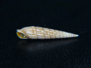 TEREBRA NITIDA: MY ONLY GEM HAWAII SPECIMEN @ 18.66! FROM 115ft SILT DIVE!