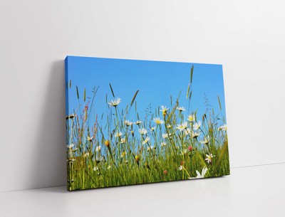 Gänseblümchen und Wildblumenwiese. Leinwandbild Druck. Schönes Blumenbild. Summ