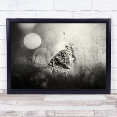 Grain Grainy Butterfly Bokeh blackand Insect Macro Delicate Light Dark Print