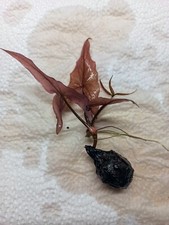 Nymphaea Rubra Lotus - 1 Knolle Wasserpflanzen mit Pflanze