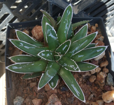 Agave victoria-reginae compacta Queen Victoria Agave 2 | eBay