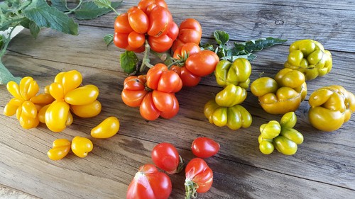 10 graines de tomate rare Phil’s Two-une vraie curiosité- tomato seeds méth.bio - Picture 3 of 7