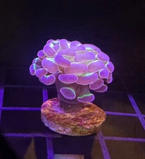 Live Coral Euphyllia Hammer Hologram 1 Head