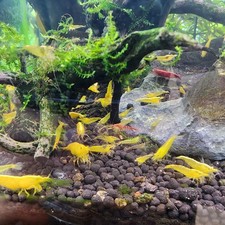 10 3 YELLOW COLOR CULL NEOCARIDINA AQUARIUM SHRIMP FOR BEGINNER SHRIMP KEEPER