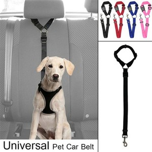 dog car lead