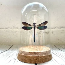 Metallic Gossamer Wing Damselfly (Euphaea variegata) Glass Bell Dome Dragonfly