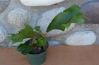 RARE PLATYCERIUM HILLII EXDRA PORTO IN 4" POT - STAGHORN US GROWN — photo 2