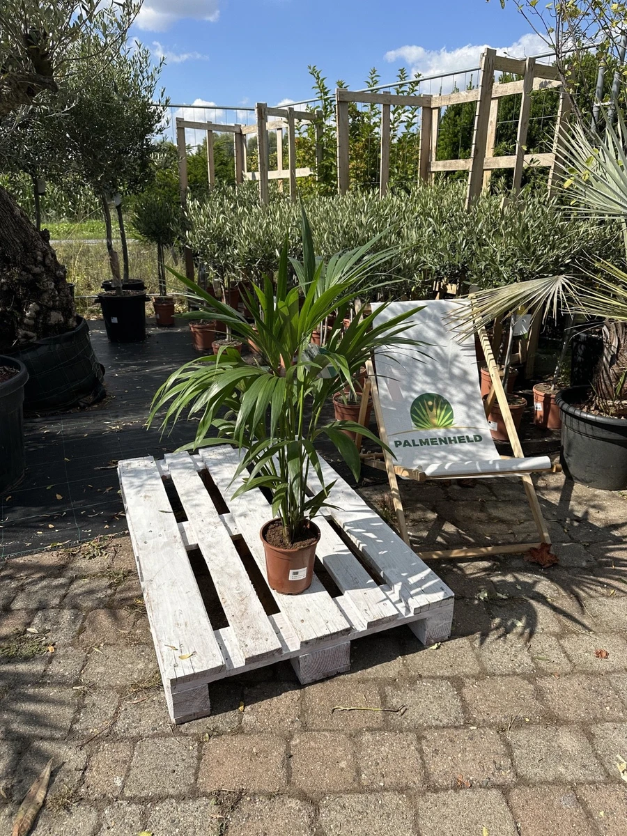Meerrettichbaum / Palme  Exotische, Duftende Zimmerpflanze Fr Die Wohnung  Aquarium Pflanzen Echt