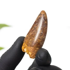 1.82 Inch "African T. rex Type" Dinosaur Tooth Fossil (Carcharodontosaurus sahar