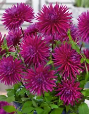 2  PURPLE GEM Cactus Dahlia Bulb Tuber Clumps * QUILLED PEDALS * Spring Shipping